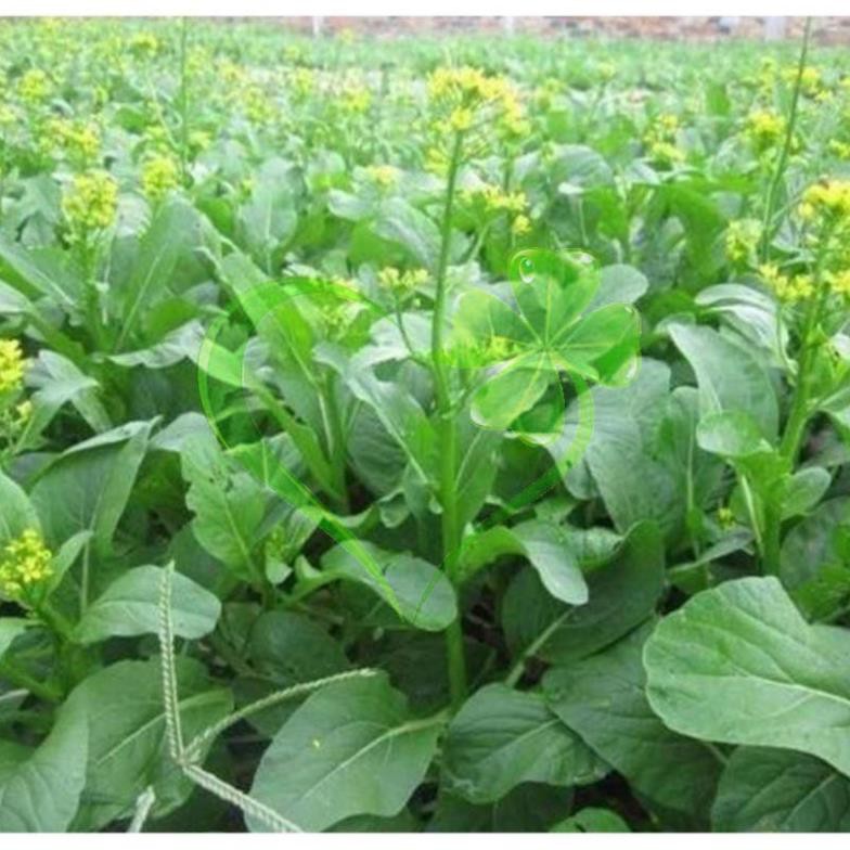 Hạt giống cải ngồng - gói 20 gram