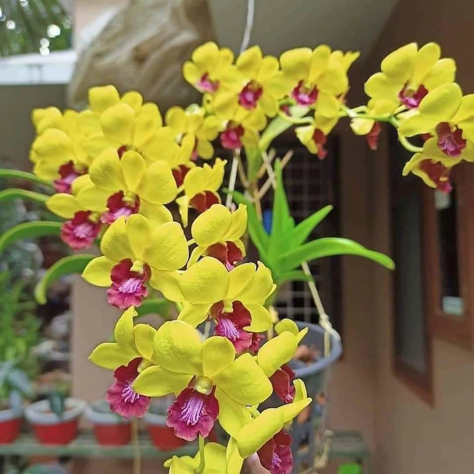 Hoa Lan Dendro Nắng Vàng 5 Cánh Lưỡi Đỏ, 1 Chậu sắp ra nụ hoa, có nhiều thân, cây khỏe