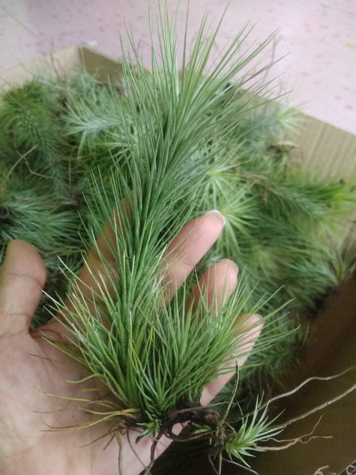 Cây không khí hồ ly -Tillandsia funckiana