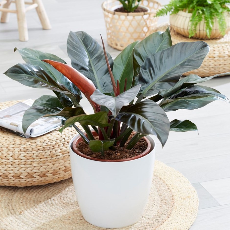 Cây trầu bà đế vương tím