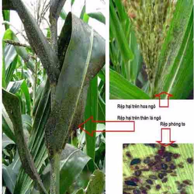 Chế Phẩm Sinh Học Đặc  Bọ Trĩ, Rệp, Nhện Đỏ Cho Cây Trồng Gói 10Ml