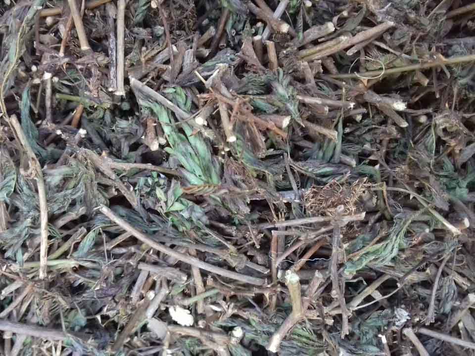 Cây mắc cỡ/ cây xấu hổ khô - 1 kg