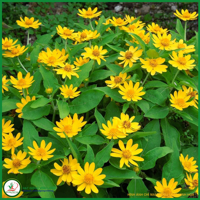 Hạt giống hoa Cúc mặt trời RD 923 - 0,1g