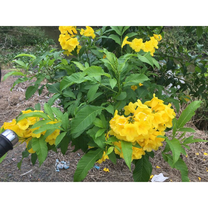 Giá Gốc - chậu cây giống hoàng yến ( cây huỳnh liên)