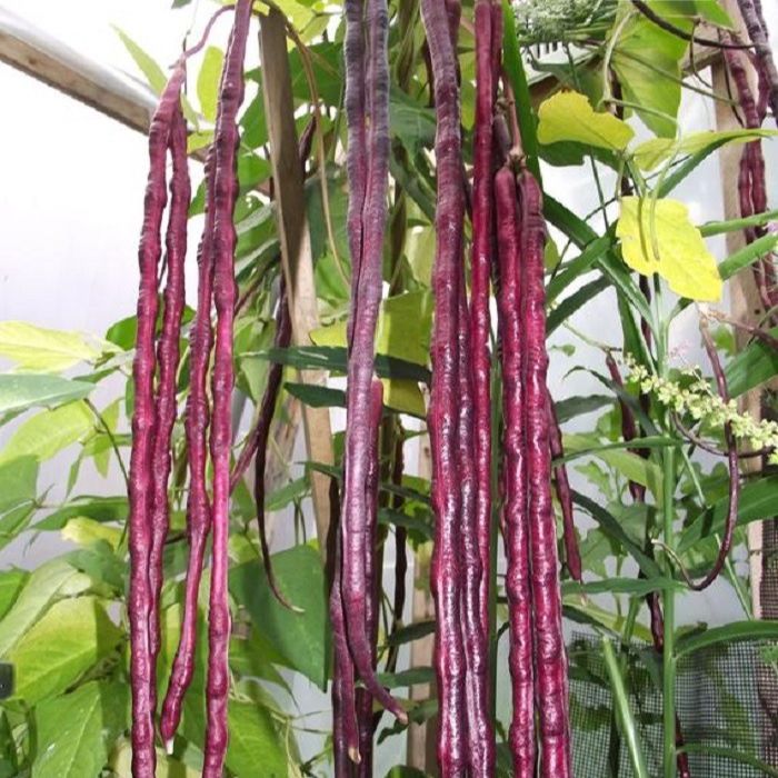 Hạt đậu đũa tím sai trái