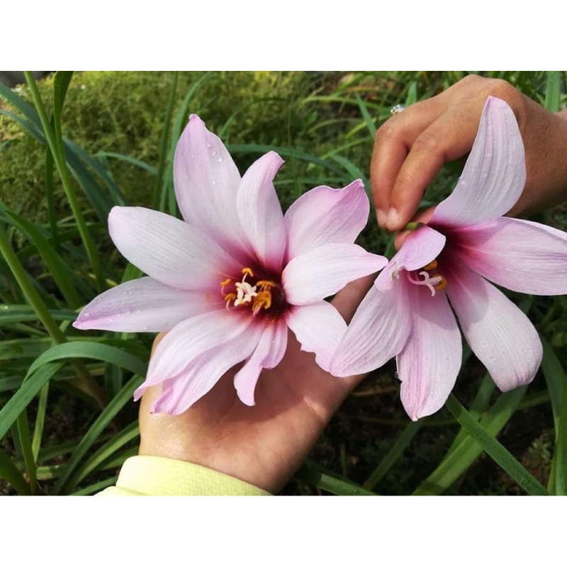 Củ huệ mưa ngoại jumbo purple chuẩn mặt hoa