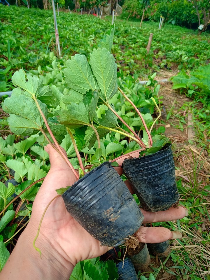 Combo 3 cây giống dâu tây hana nhật quả siêu ngọt sai trái siêu chịu nhiệt