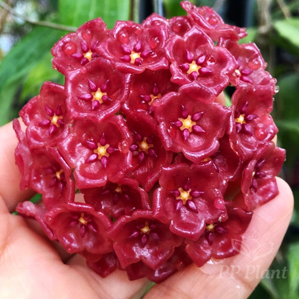 Hoya siariae red ( cẩm cù chén đỏ)