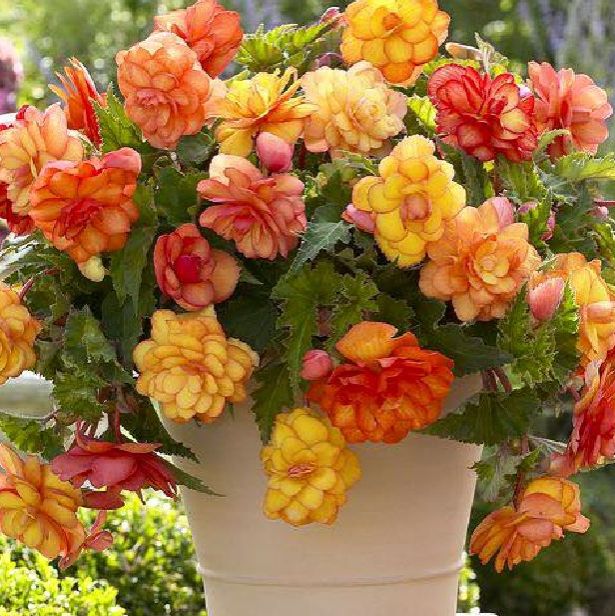 Hạt Giống Hoa Thu hải đường kép nhiều màu/Gói 5 Hạt