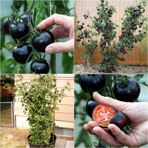 "Gói 10 Hạt " Hạt giống Cà chua đen Xuất xứ Mỹ  F1