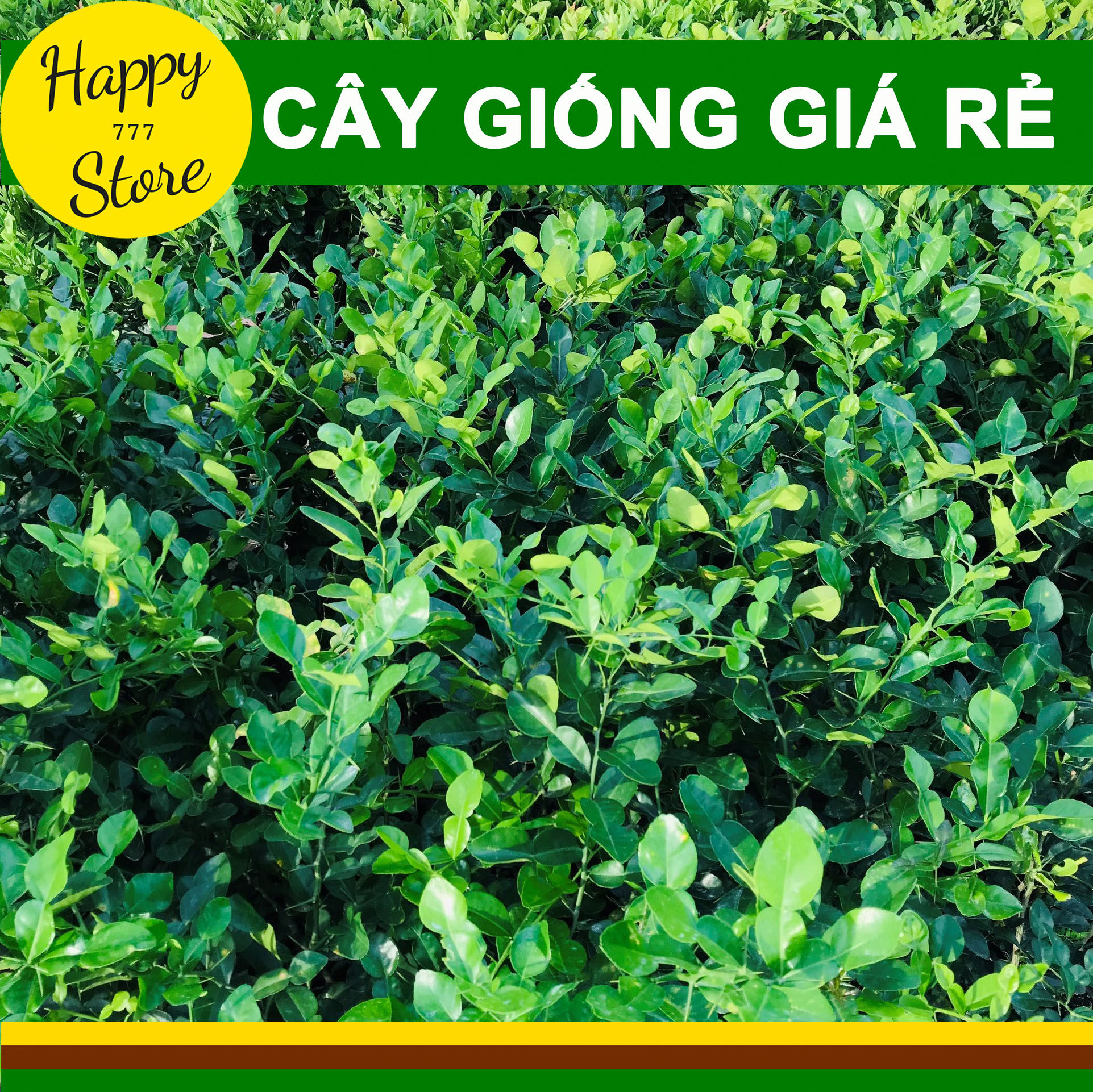 COMBO 6 CÂY CHANH THÁI, CÂY GIỐNG CHANH CHÚC, CÂY CHÚC AN GIANG CAO HƠN 30CM