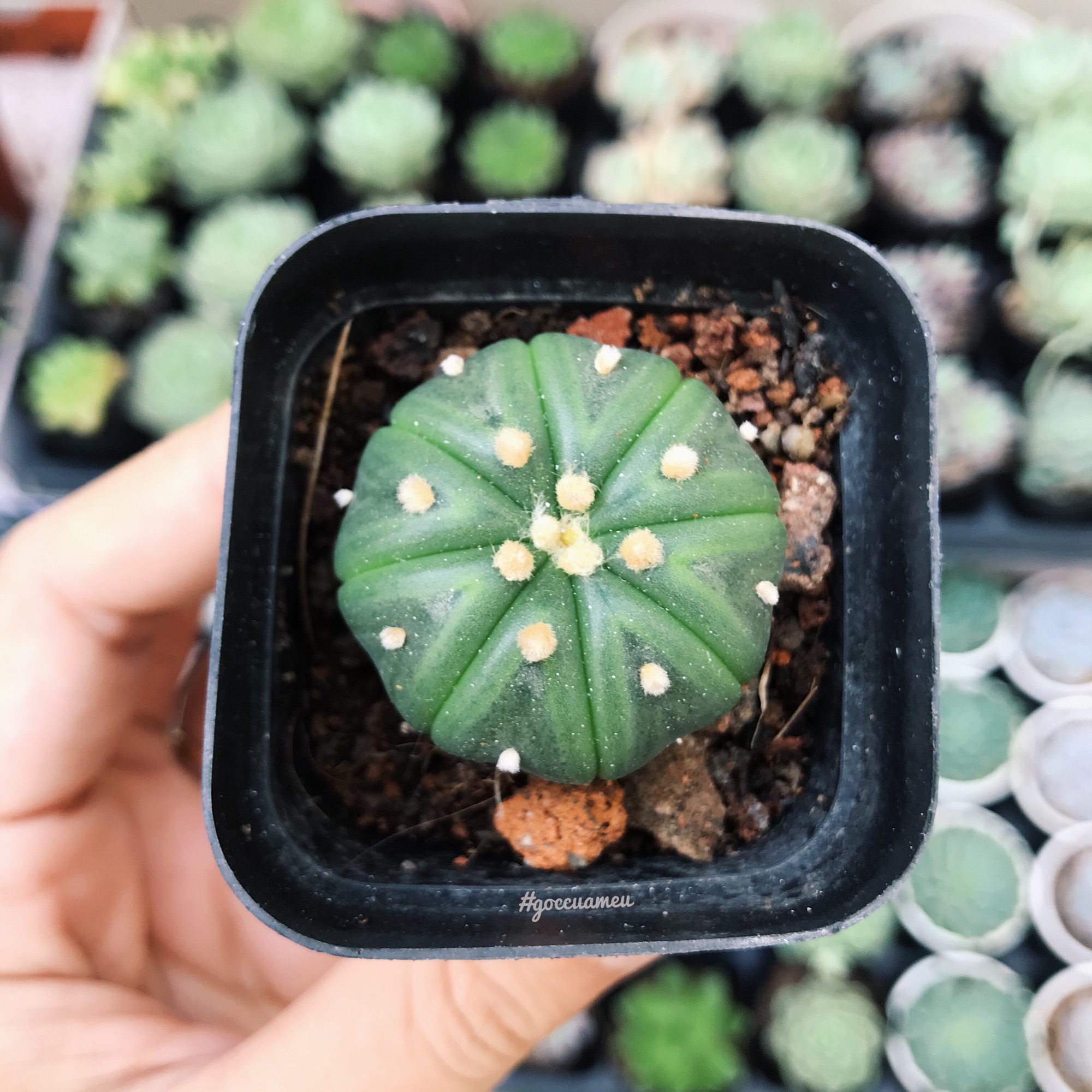 Xương rồng Aster 3-4cm