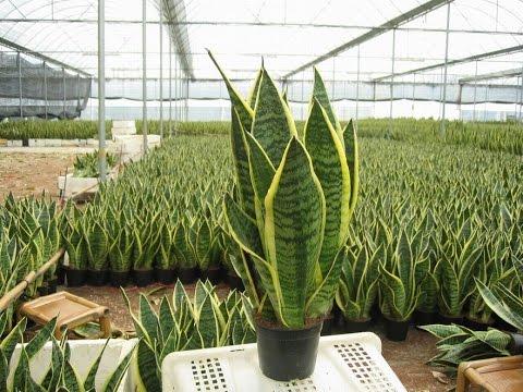 Cây lưỡi hổ để bàn chậu nhựa