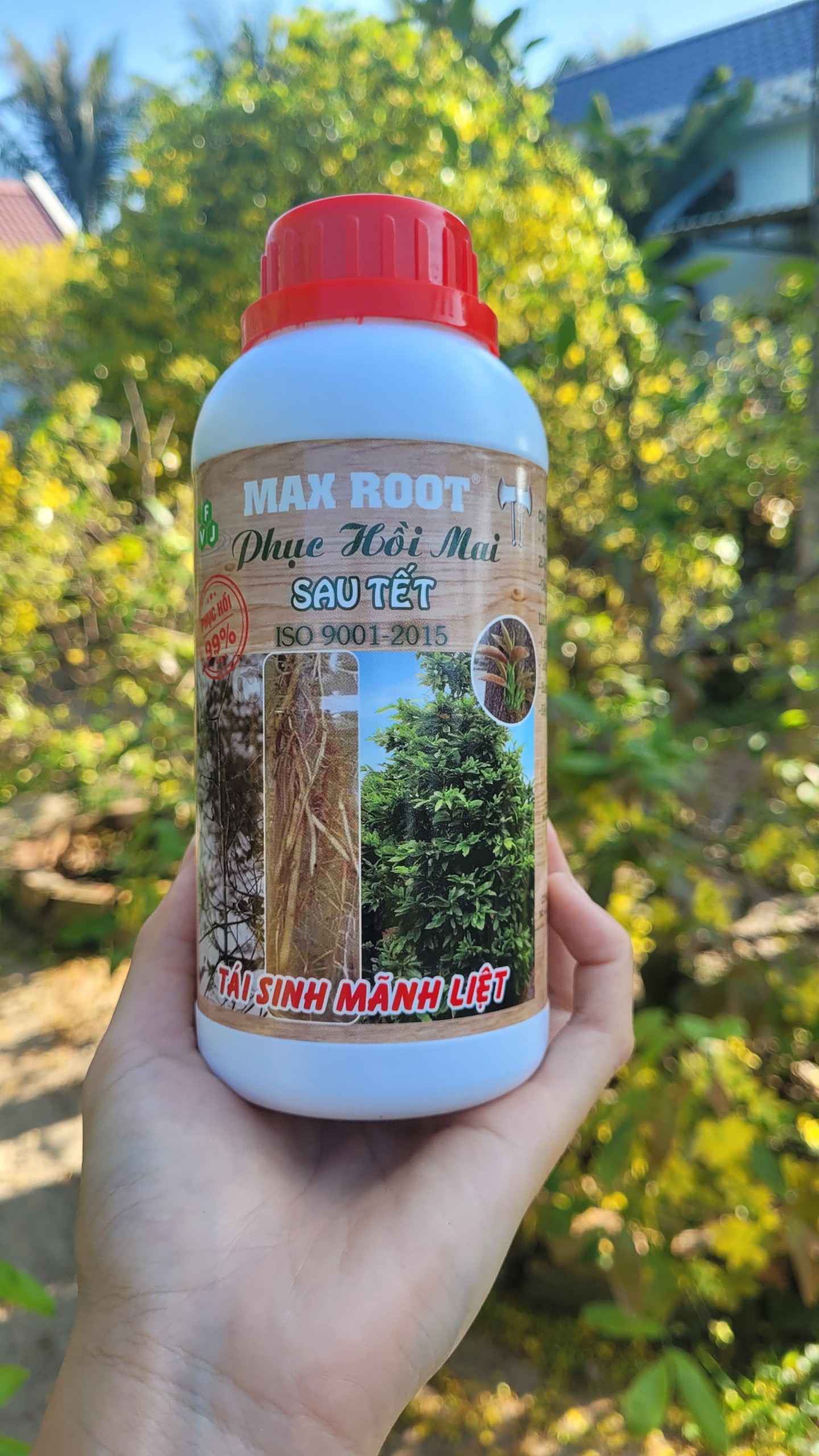 Phân bón phục hồi mai suy yếu dùng cho mai vàng suy yếu phục hồi sau tết chai 500ml_vtnn tien khoa