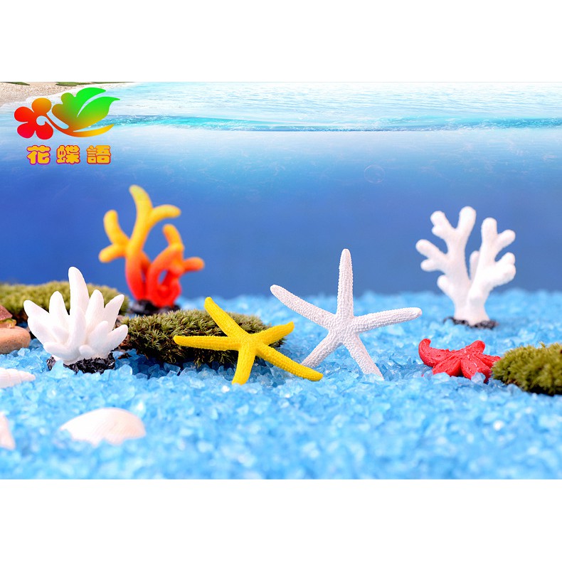 Sao biển trang trí ️ freeship ️ sao biển trang trí bể cá - tiểu cảnh bể cá