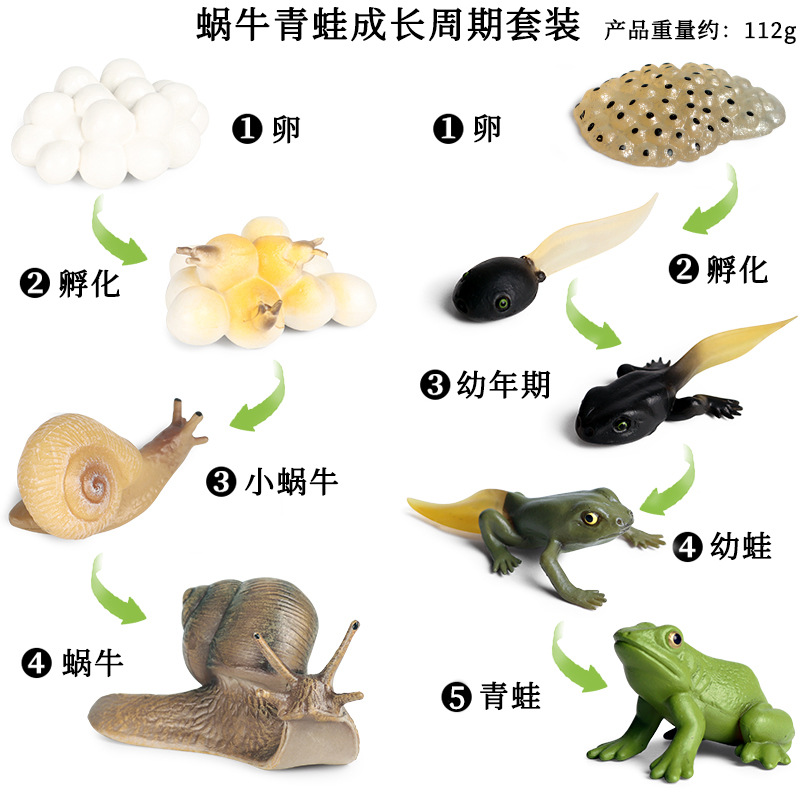 -A Mô Phỏng Xuyên Biên Giới Khoa Học Và Giáo Dục Côn Trùng Rắn Mô Hình Chu Kỳ Sinh Trưởng Động Vật Bộ Đồ Chơi Ốc Sên Và Ếch Chu Kỳ Sinh Trưởng