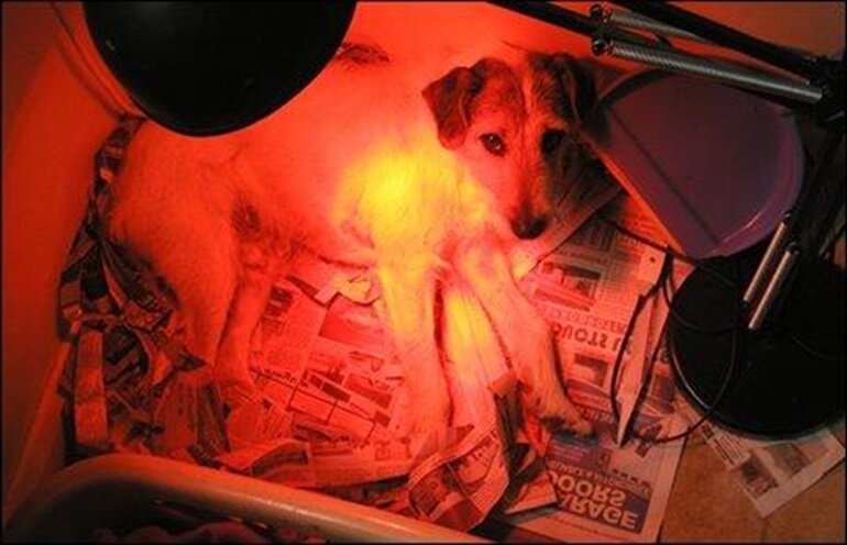 SP399 - Đèn sưởi chó mèo 175W .đèn hồng ngoại sưởi ấm