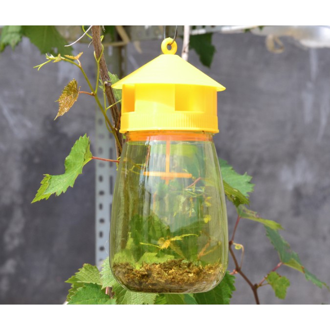Bộ sản phẩm Lồng bẫy ruồi vàng và chất dẫn dụ ruồi