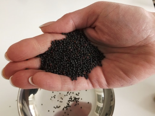 hạt giống - hạt cải mầm 1kg