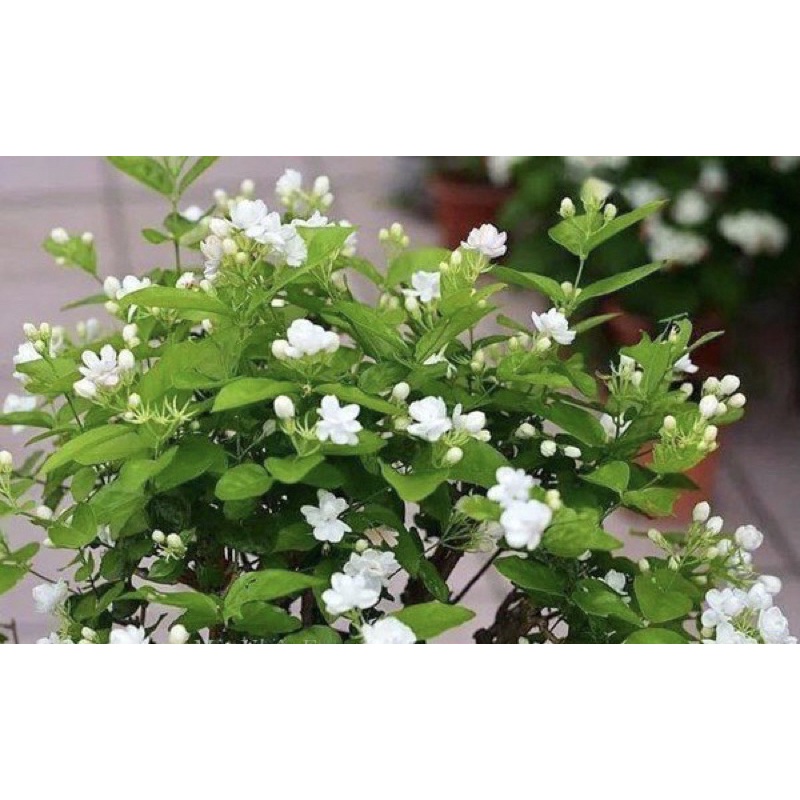 Cây giống hoa nhài kép hoa thơm phức