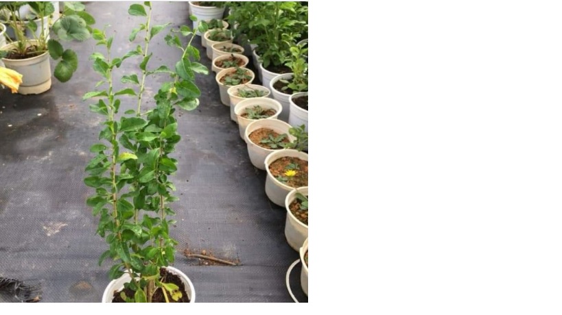 Cây giống Kỷ Tử