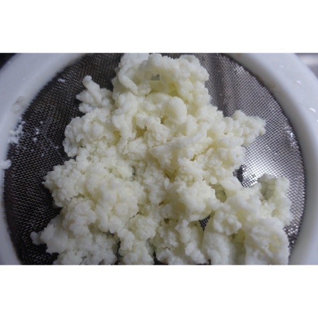 Nấm kefir sữa, kefir milk (combo đầy đủ nấm kefir, rây nhựa, khăn, chun)