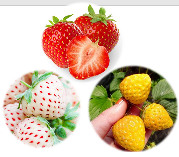 [HCM]Combo Hạt giống 3 Loại Dâu Tây Đỏ - Trắng - Vàng - Hạt giống Dâu Tây Chịu Nhiệt Năng Suất Cao - Hạt giống Nông Sản Vàng