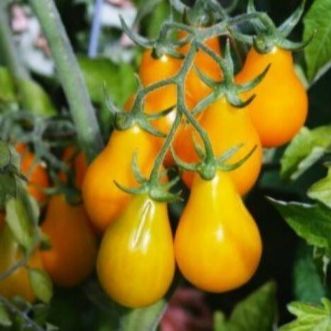 10 Hạt giống cà chua quả lê vàng