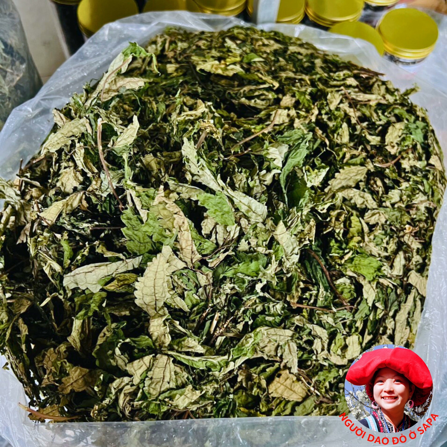 Lá đắng rừng Tây Bắc, lá cơm kìa chữa đau dạ dày. Lá rau đắng khô nấu canh dân tộc vùng cao tây bắc, Thanh Hoá