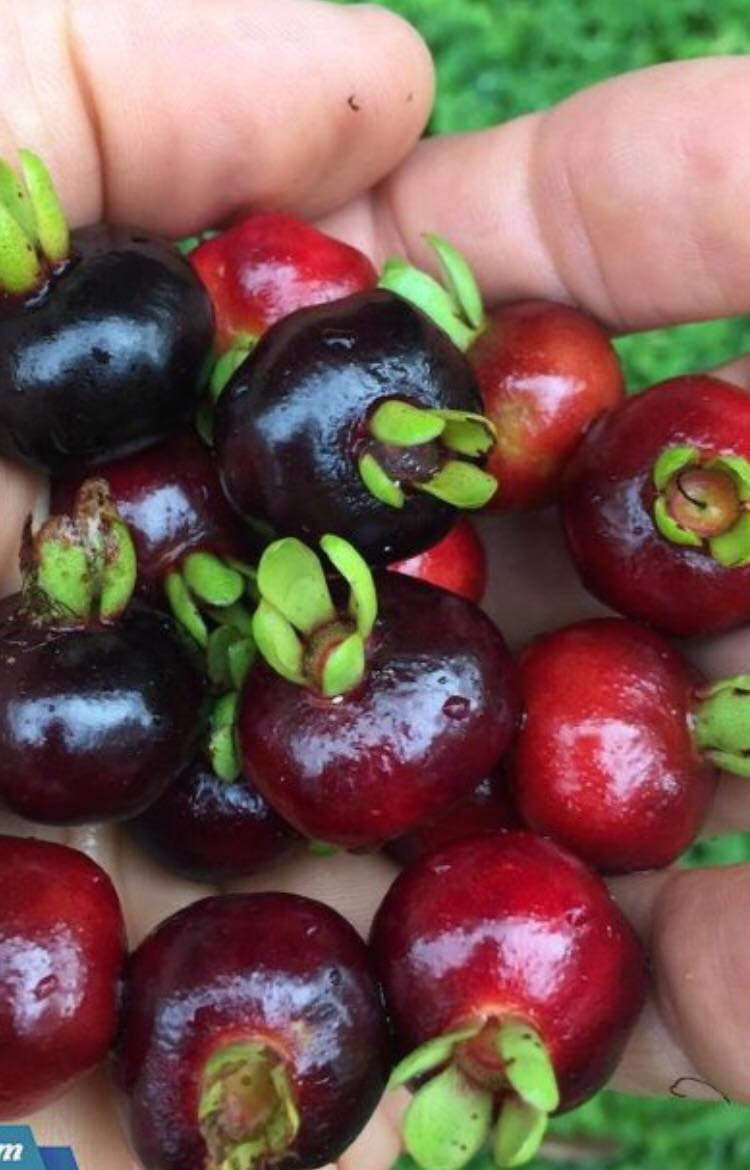 [FREESHIPMAX]-cây chery ăn quả bara xin-Đông sơn