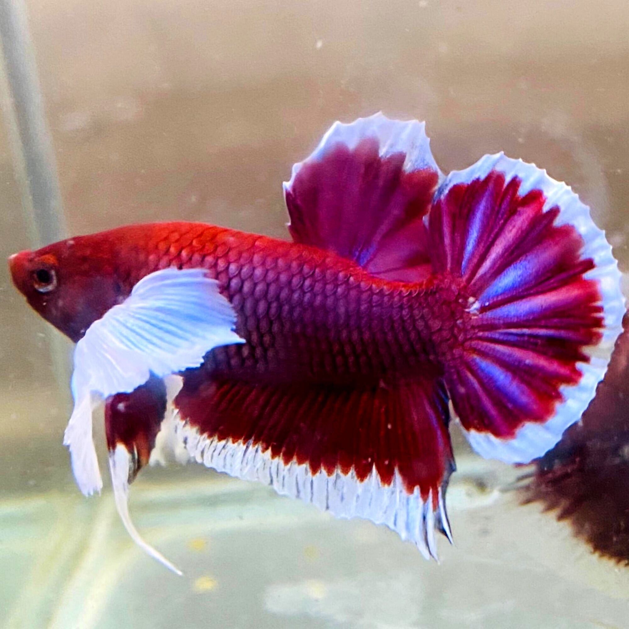 Betta Trống Dumbo Lavender