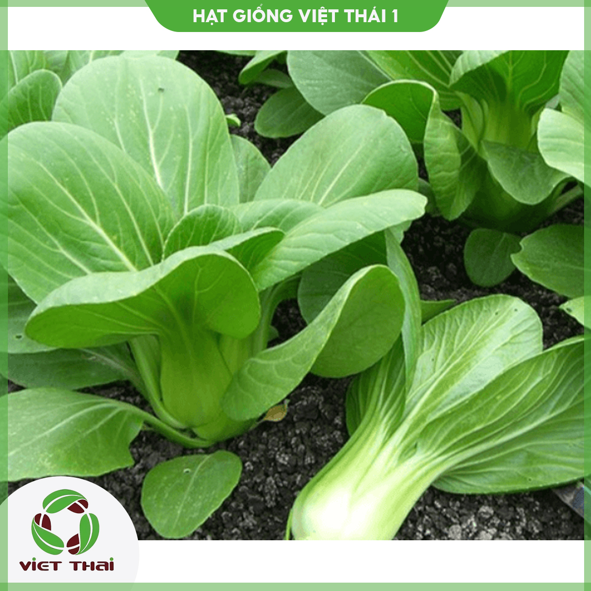 Hạt giống rau cải thìa tn - 38 - hgvt1