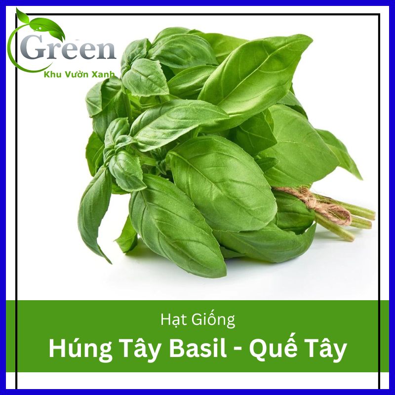 Hạt Giống Rau Húng Tây (Quế Tây) Basil Italy (2 Gam)