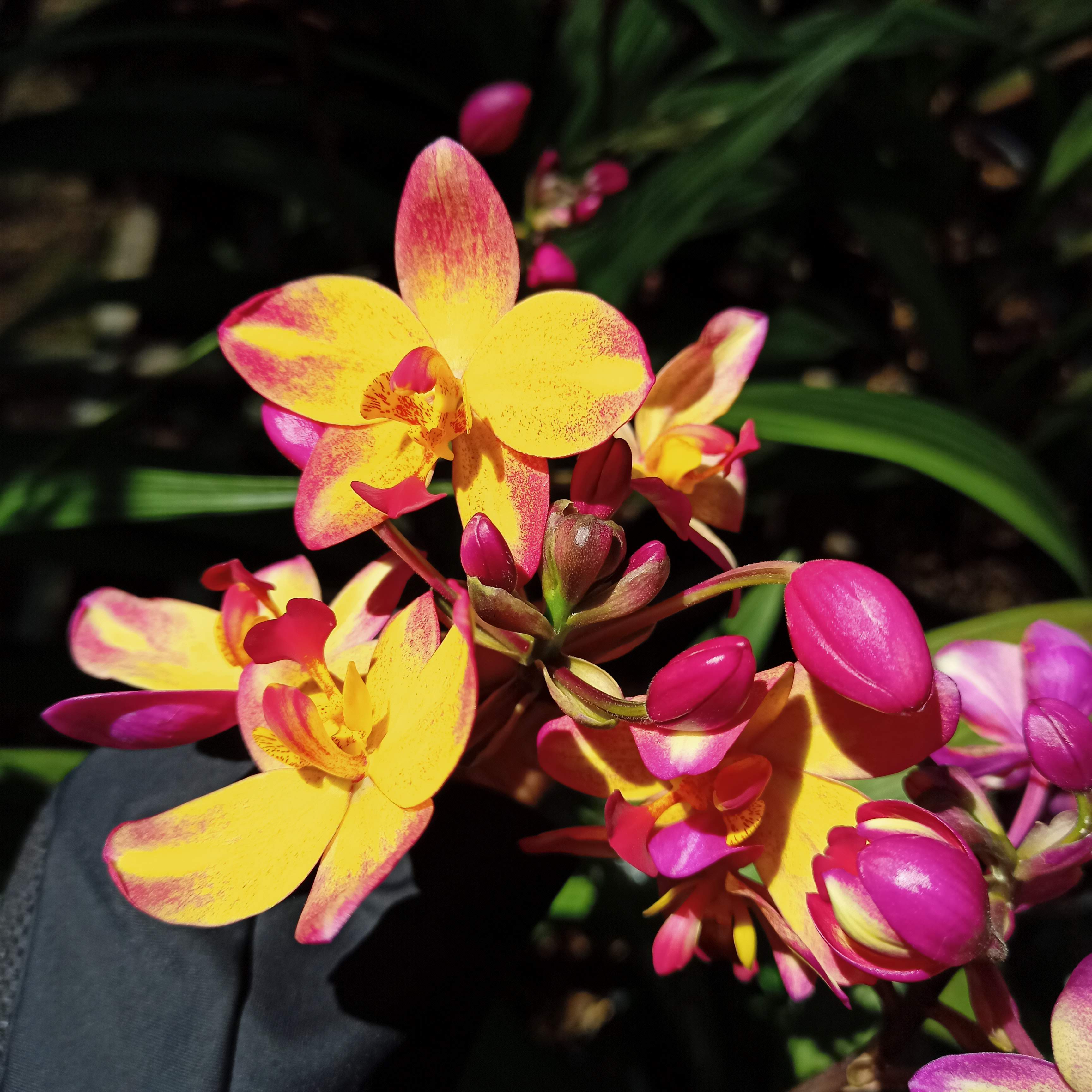 Cây địa lan chu dinh (lan lá cau) tím vàng - Summer Garden