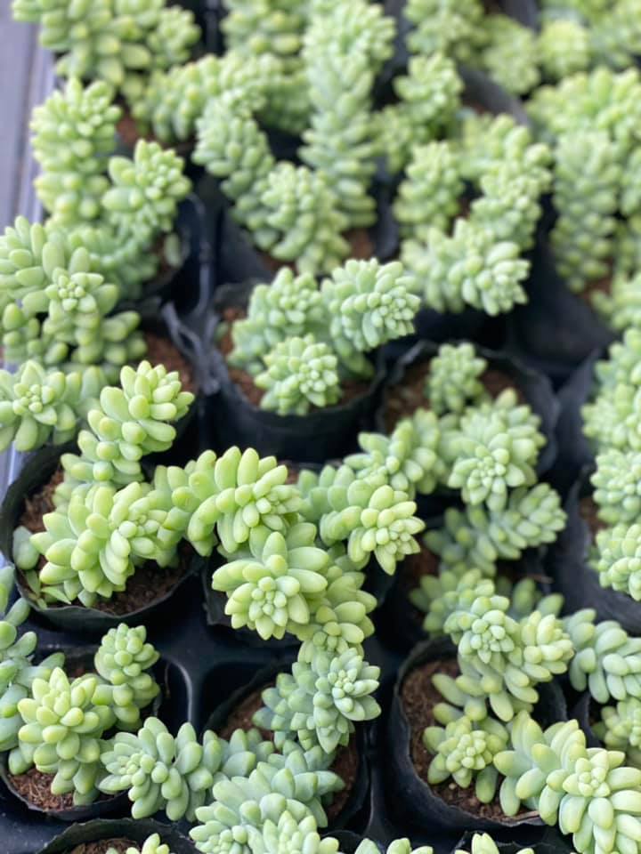 Sen đá Chuỗi ngọc vườn NaVy bầu 3 cây, cây sen đá thuận mọi khí hậu, có bầu rể khỏe, dể chăm