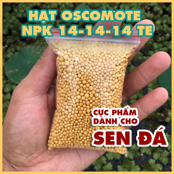 50gr phân tan chậm hạt vàng npk 14-14-14+te oscomote, phân bón sen đá, hoa hồng, xương rồng
