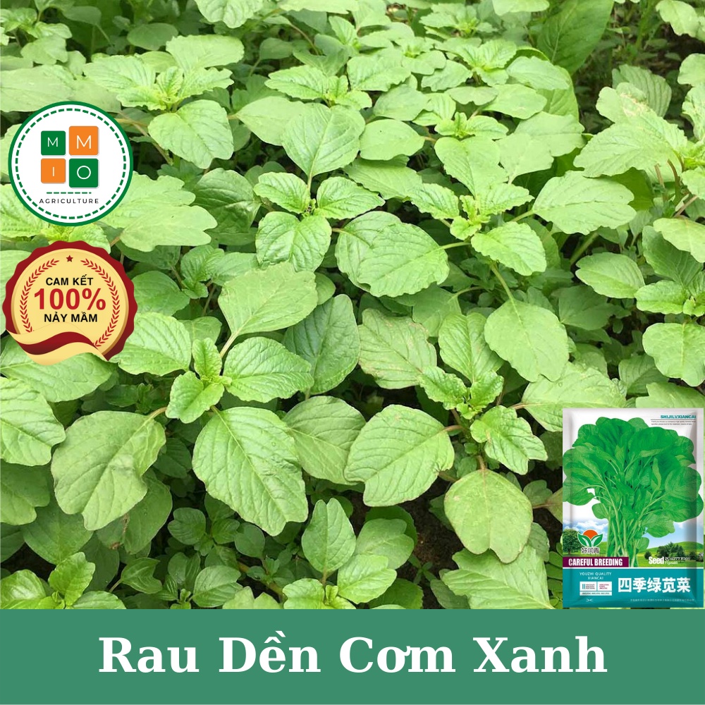 Hạt giống rau dền cơm xanh