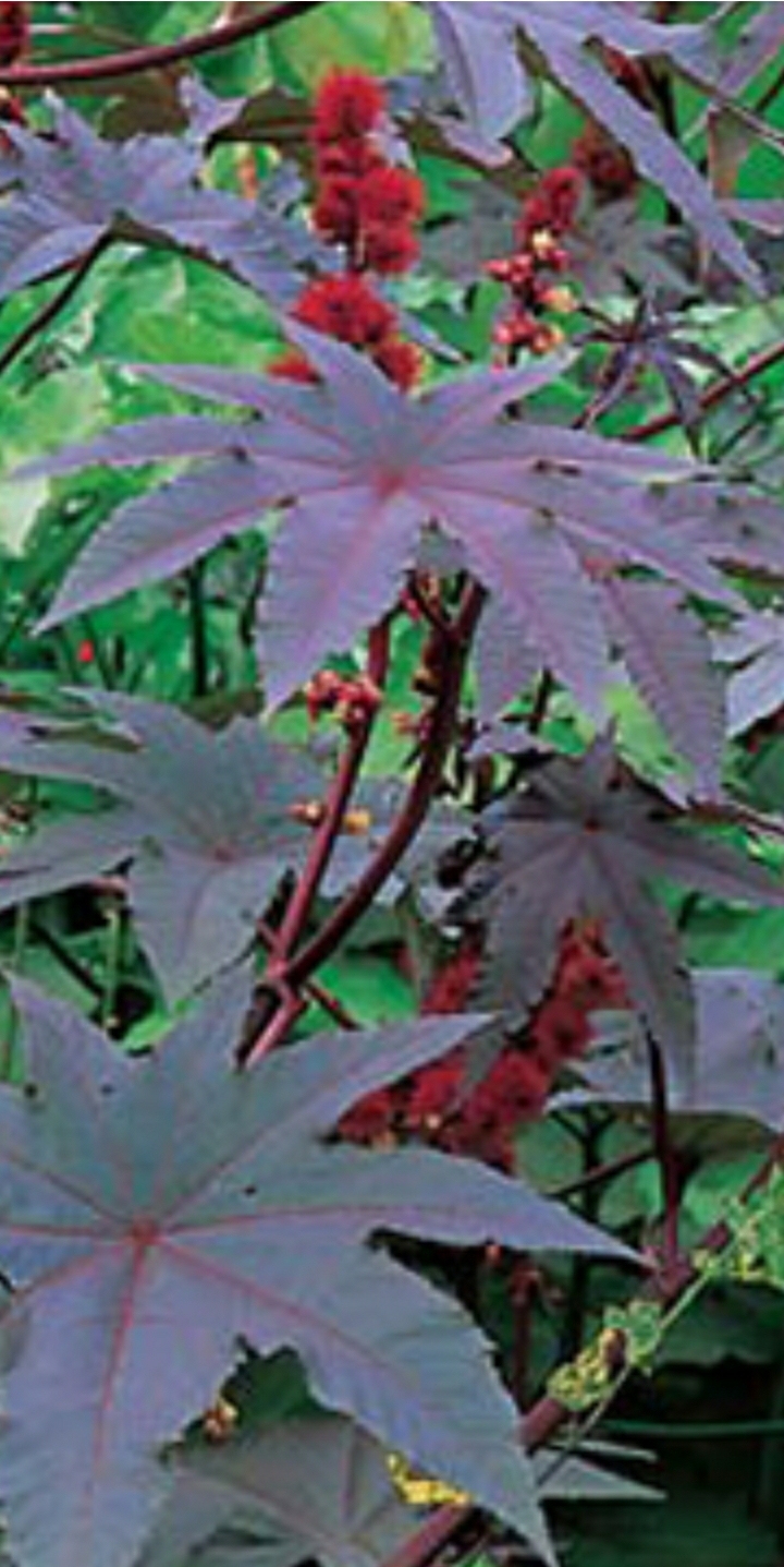 Cây thầu dầu tía