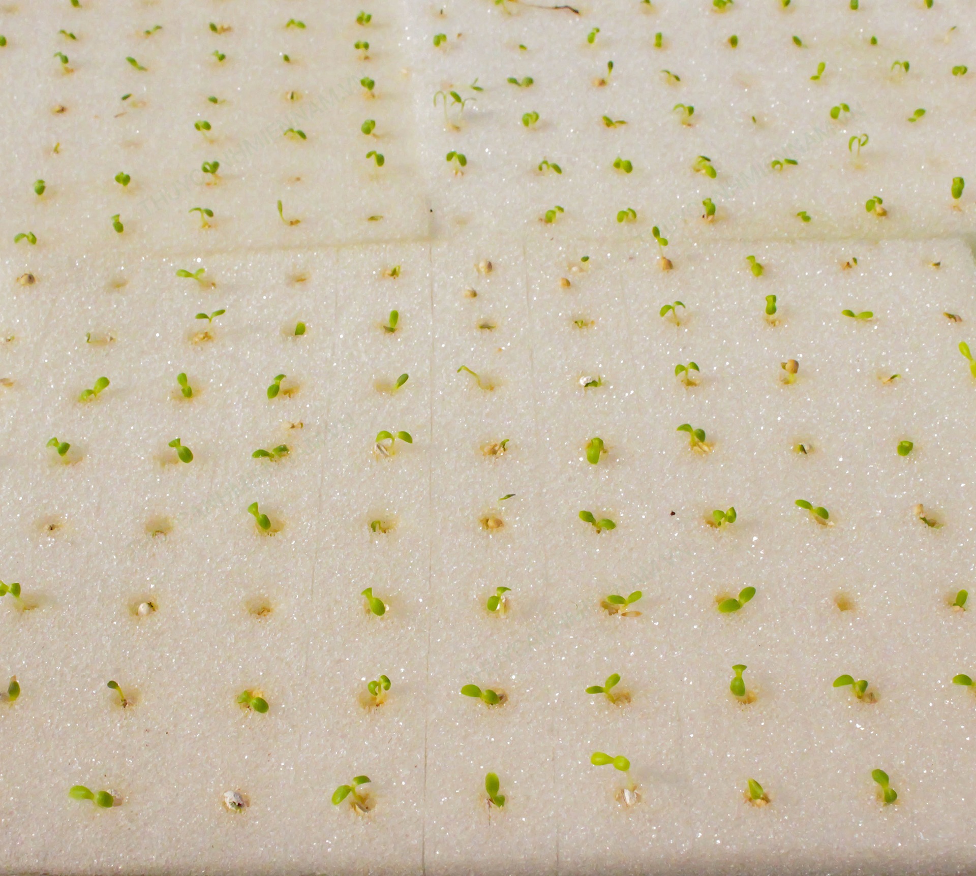 5 Khay ươm hạt trồng rau thủy canh bằng mút xốp khớp rọ~250 đv ươm