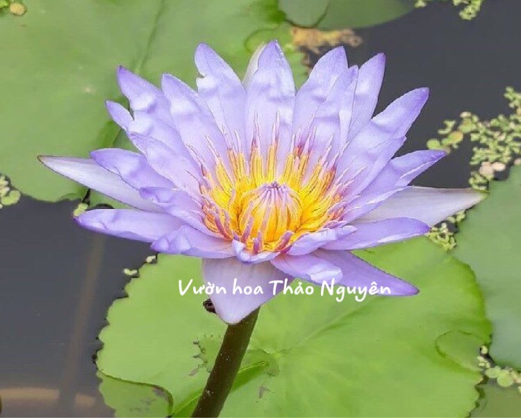Cây hoa súng Thái Lan màu tím xanh Đ-08