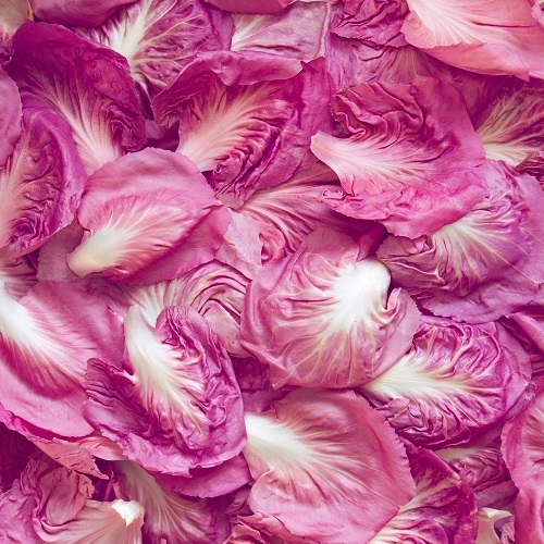 Hạt giống Xà lách Diếp Hồng búp xoăn VTP60 | Vạn Tín Store