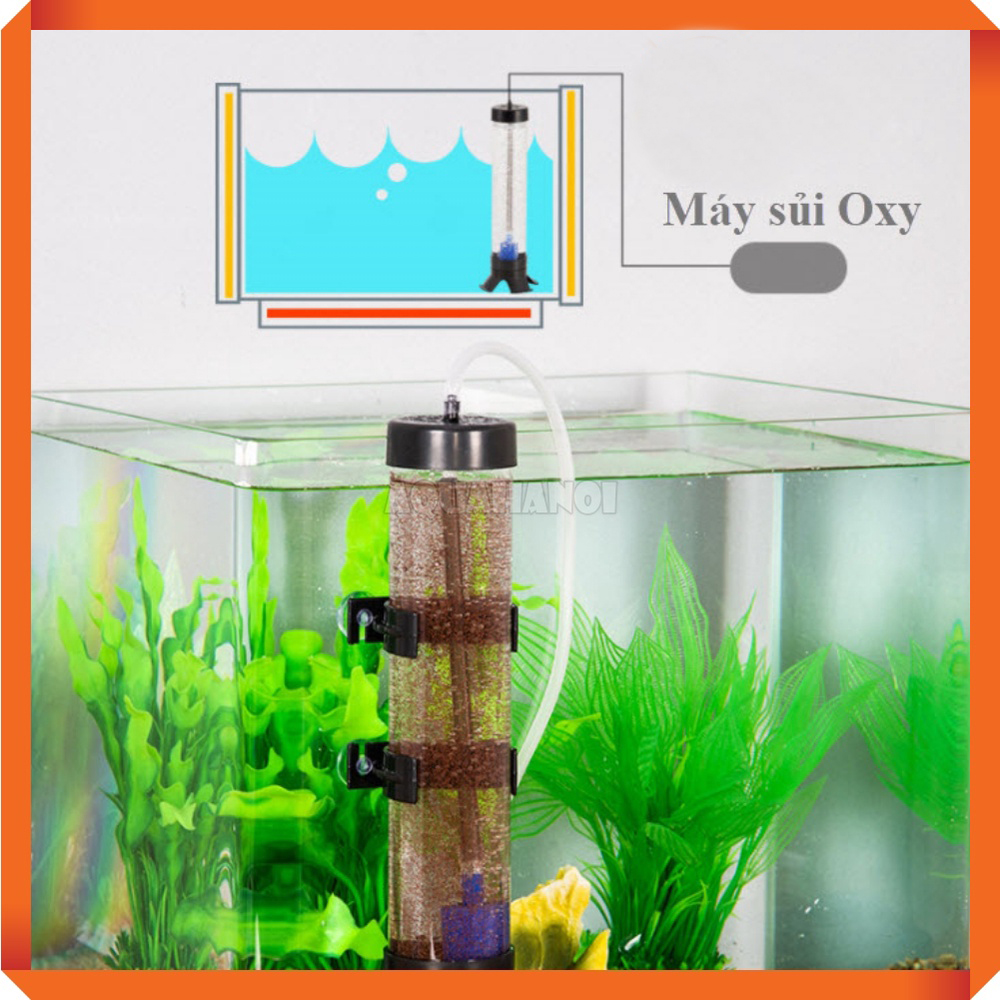 Lồng Incubator ấp trứng Artemia làm thức ăn cho cá cảnh
