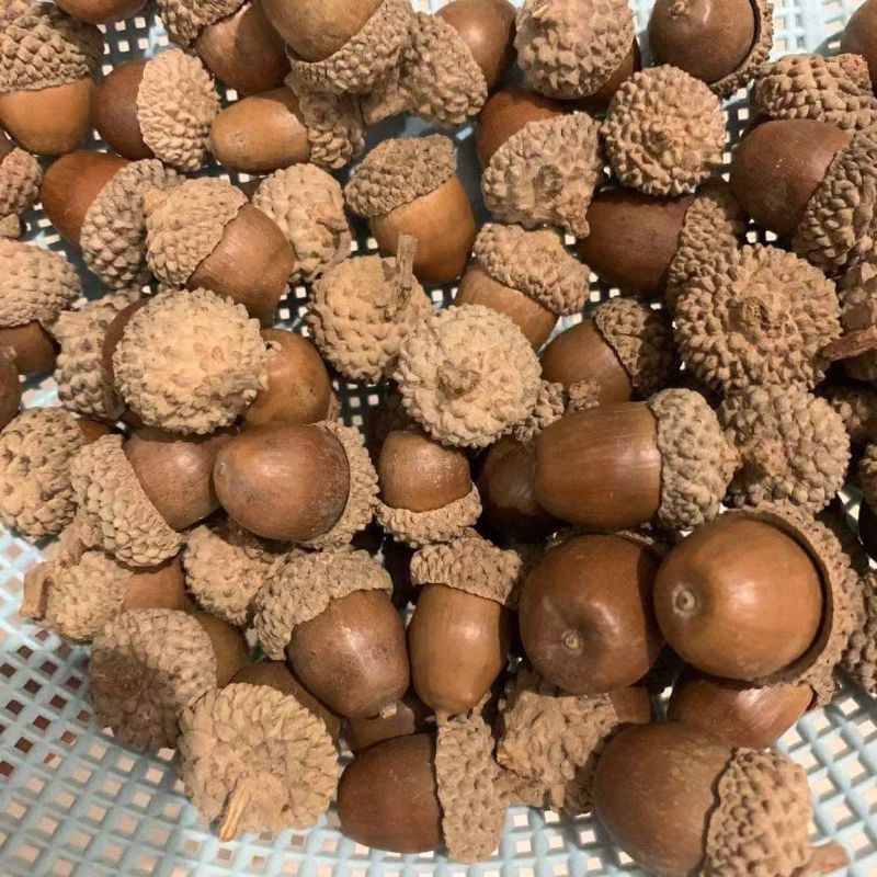 Set trái sồi khô trang trí loại to