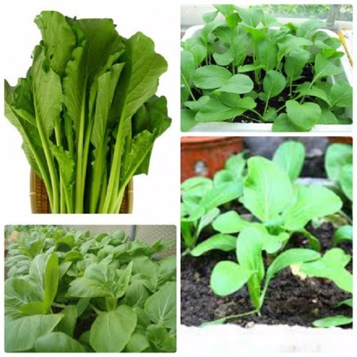 Hạt giống cải ngọt tuyến cao sản F1 gói 20gram xuất xứ Việt Nam