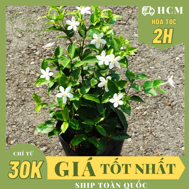 Cây hoa mai chỉ thiên ,, hoa giống cảnh sân vườn, ban công, dễ trồng giá rẻ, nở quanh năm, cây tươi nguyên