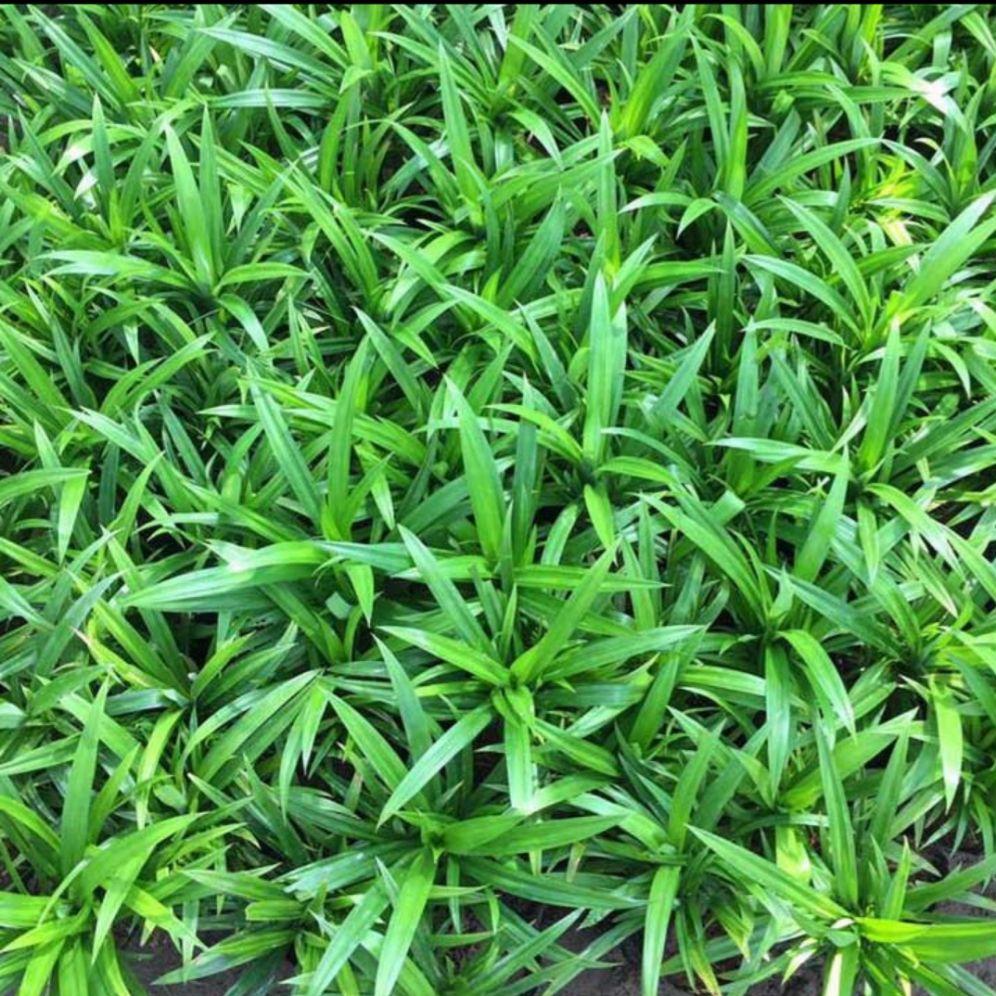 cây giống lá dứa bộ 10 cây