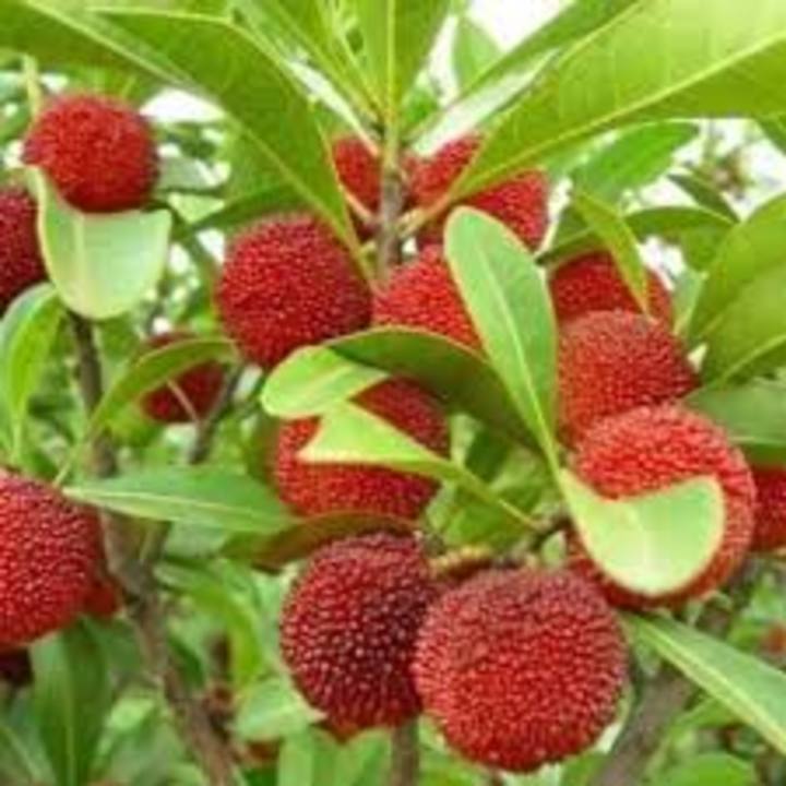 Cây giống thanh mai đài loan. Cây giống chuẩn F1 cho quả ngọt mang lại năng xuất cao