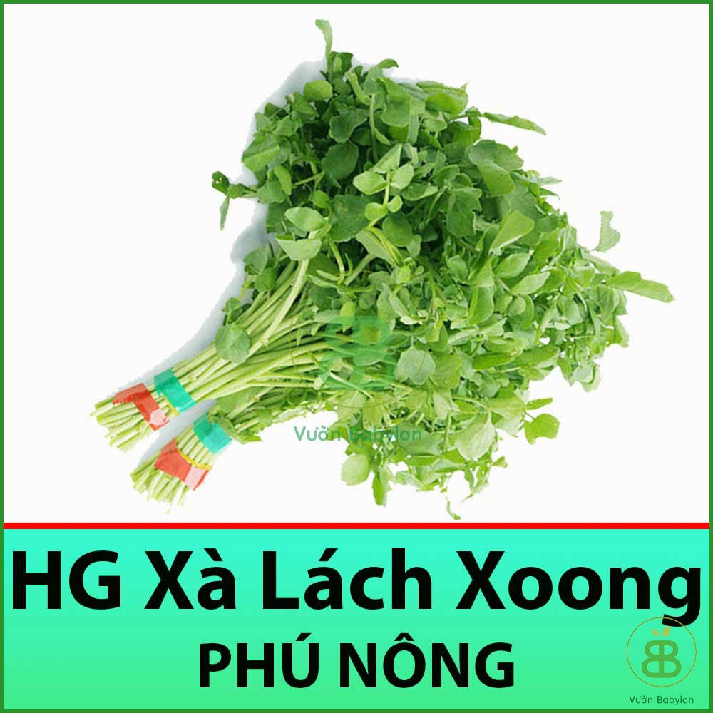 Hạt Giống Xà Lách Xoong Mỹ 1Gr Tỉ Lệ Nảy Mầm Cao