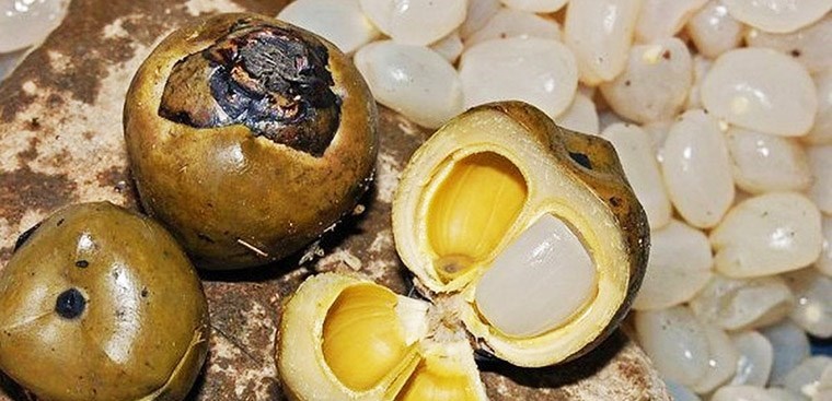 Hạt đác nha trang