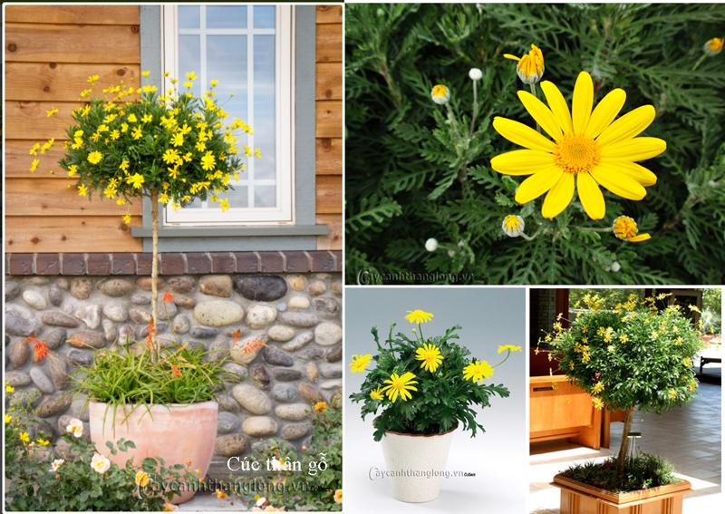 Cúc thân gỗ - Gói 40 đến 50 hạt giống - cúc trường thọ